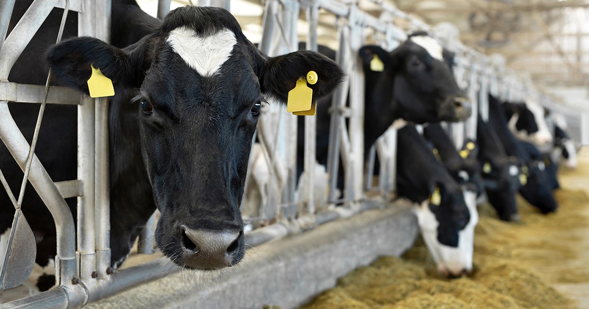 Fabricação de ração animal - gado se alimenta de ração