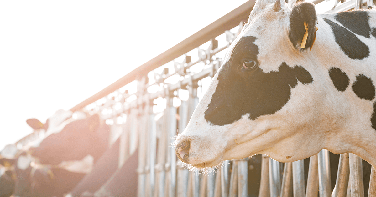 Duas vacas, uma mais perto e outra mais longe