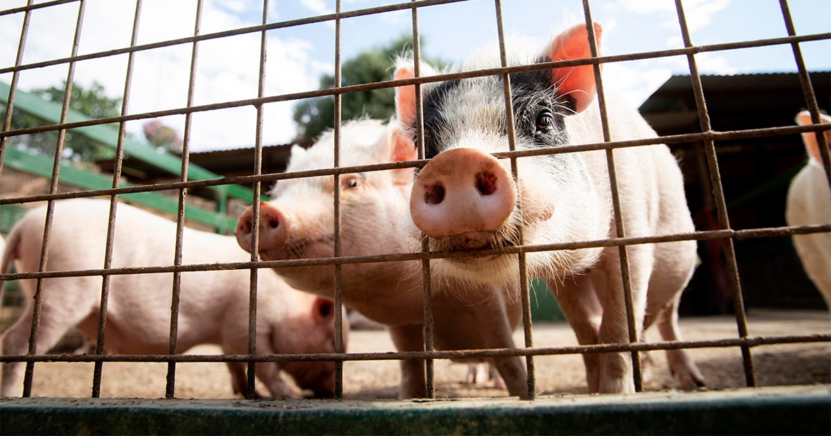 Nutrição adequada para a saúde e bem-estar animal