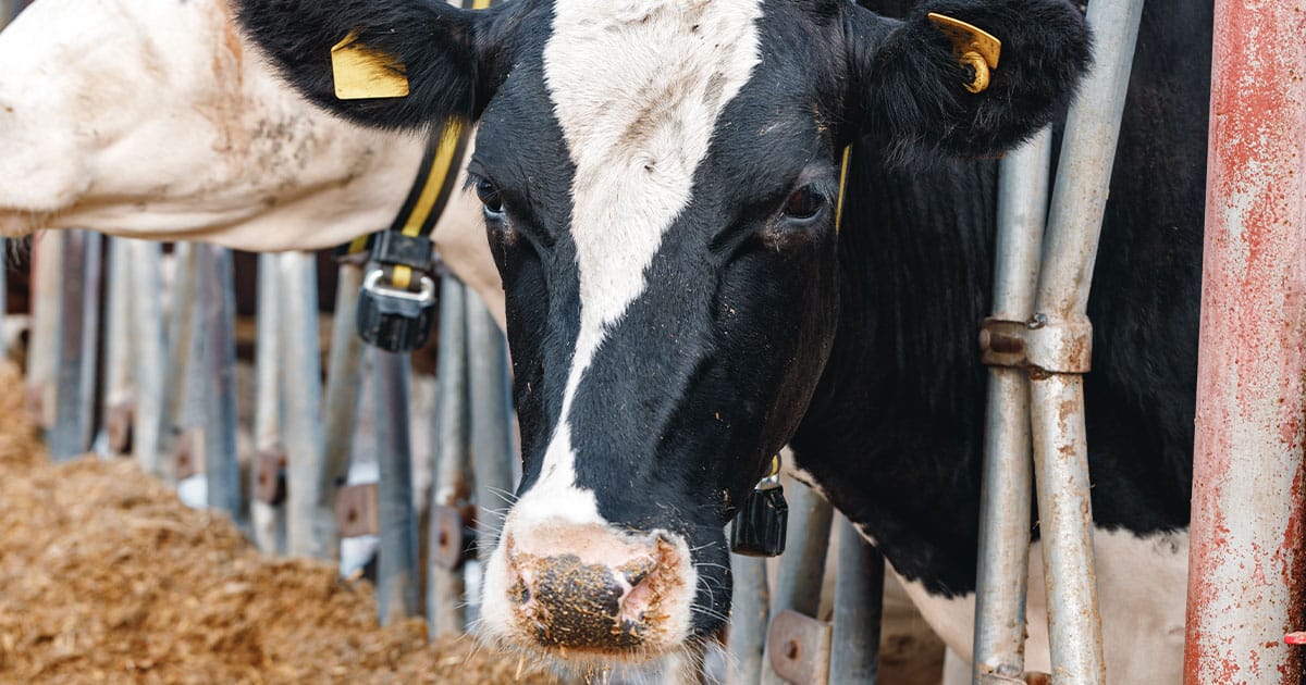 Benefícios de produzir rações para animais