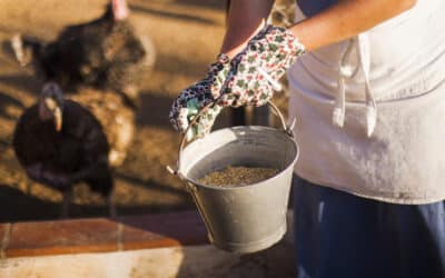 Formulação de rações: confira os principais ingredientes