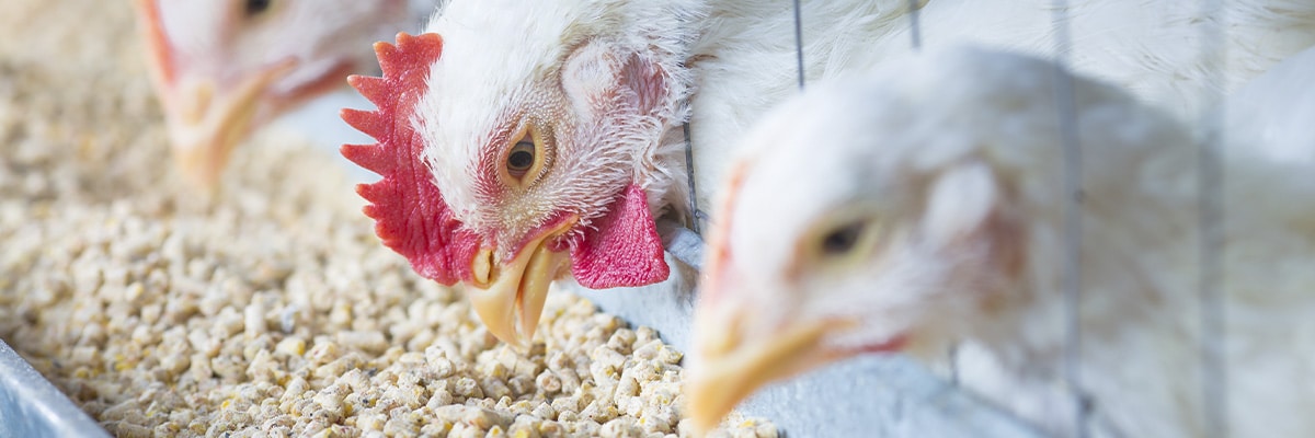 Nutrientes essenciais na alimentação animal