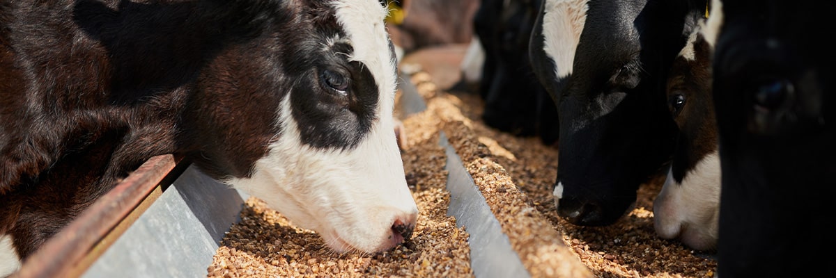 Relevância da qualidade dos ingredientes na alimentação animal