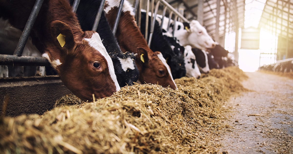 Alimentação animal e registro no MAPA: imagem ilustrativa de uma fazenda bovina