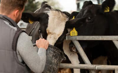 Suplemento animal: vale a pena produzir na fazenda?