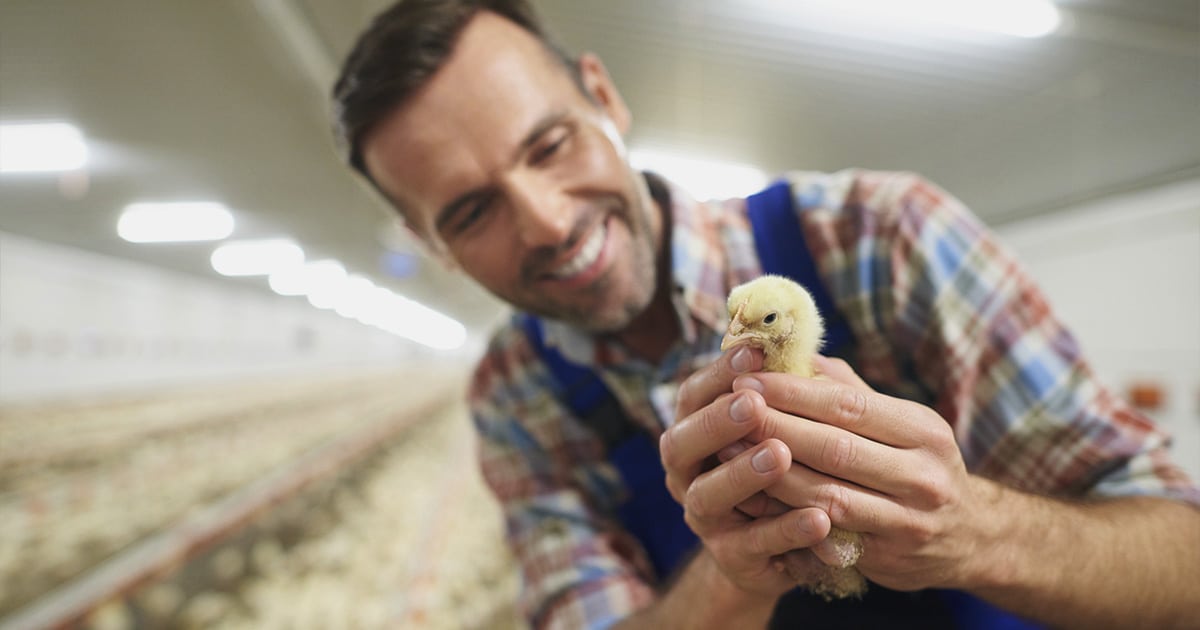 Avicultura no Brasil: conheça as tendências para o setor