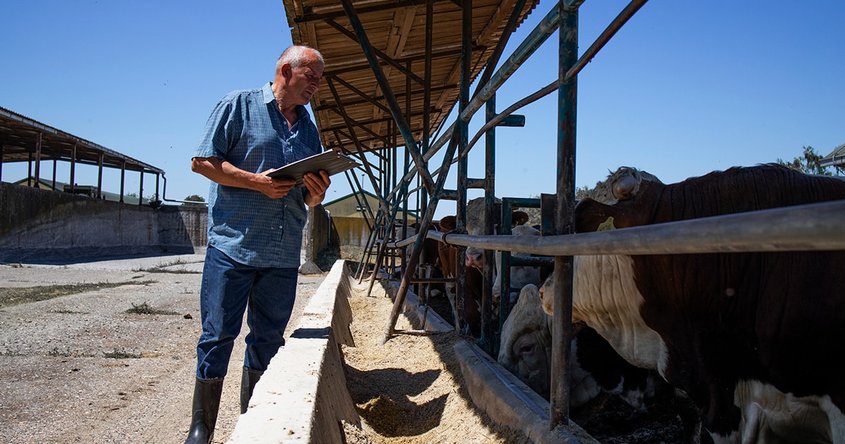 confinamento de gado em pequena propriedade