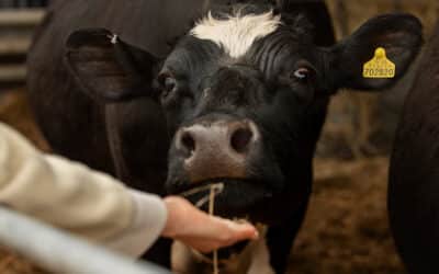 Alimentação de bovinos: saiba manter a nutrição no inverno