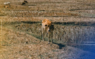 Como enfrentar os altos custos da seca: soluções práticas para pecuaristas manterem a produtividade